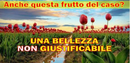 Bellezza-guisificabile-450