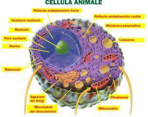 Cellula Animale