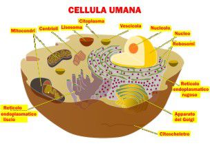 Cellula Umana